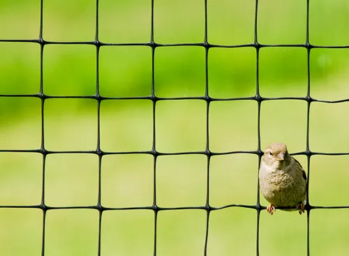 Bird sitting on a fence