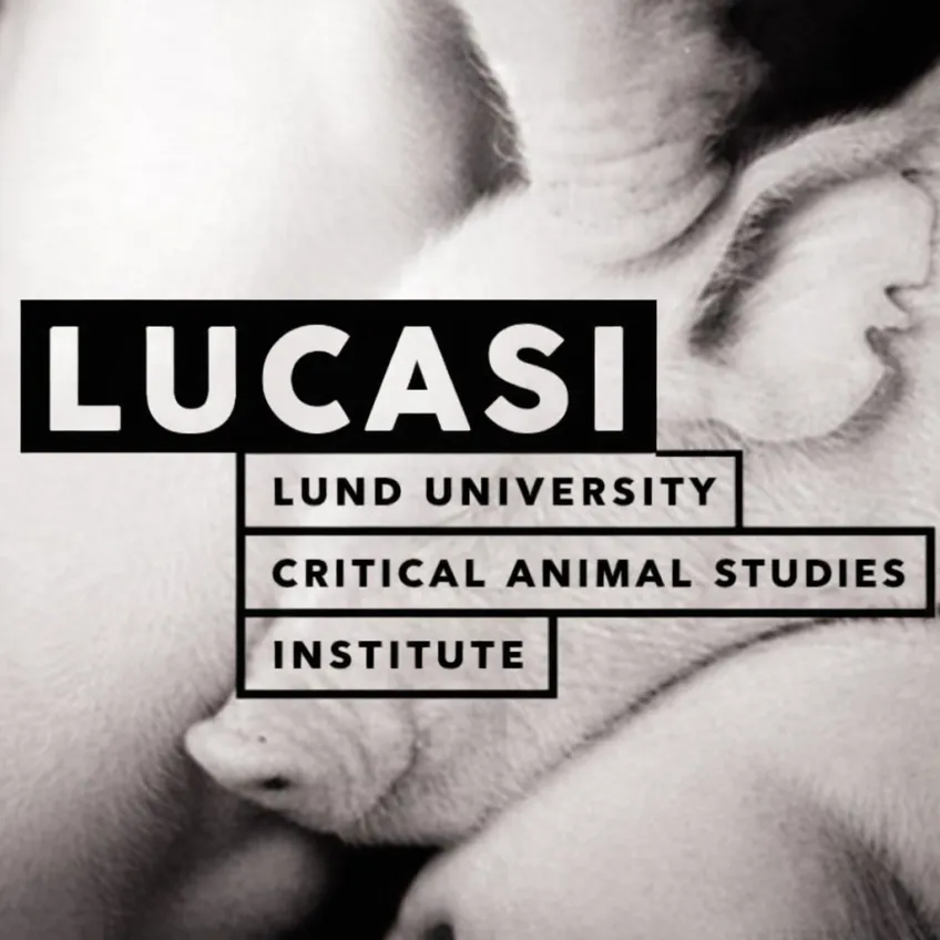 Piglets with the LUCASI logo on top